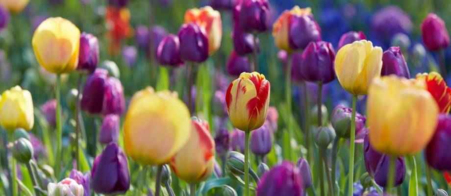 Planter des bulbes de tulipe