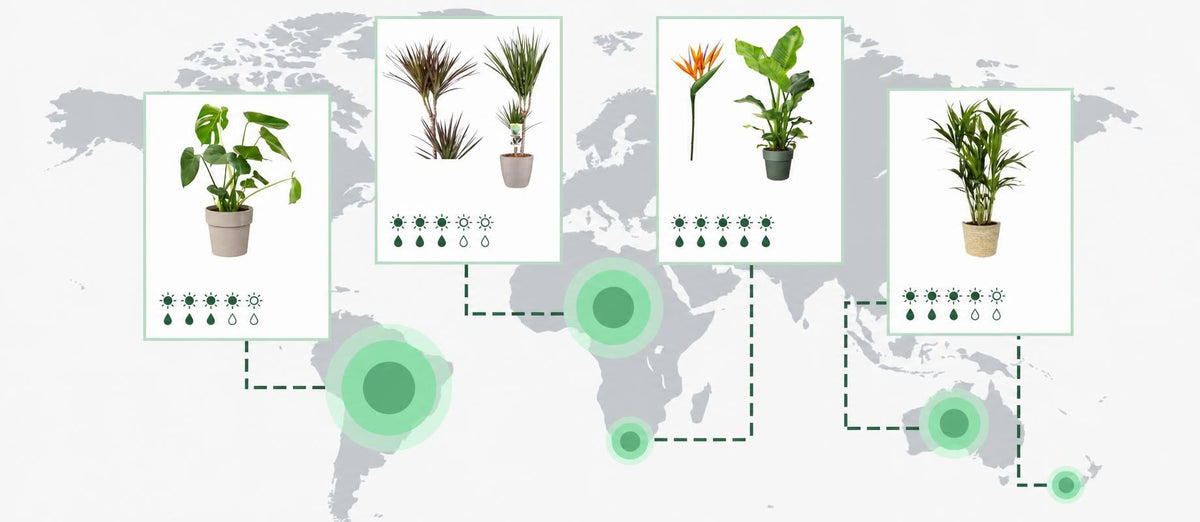 Faites le tour du monde grâce à vos plantes
