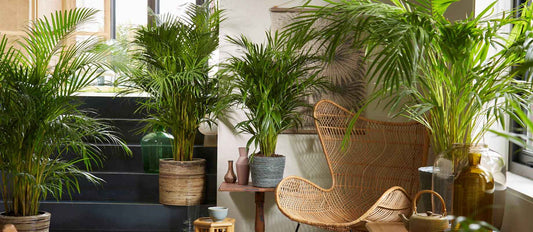 Le palmier Kentia : une plante verte idéale et facile