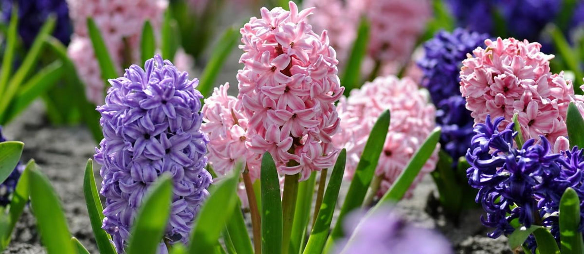 La Jacinthe : une charmante fleur de printemps