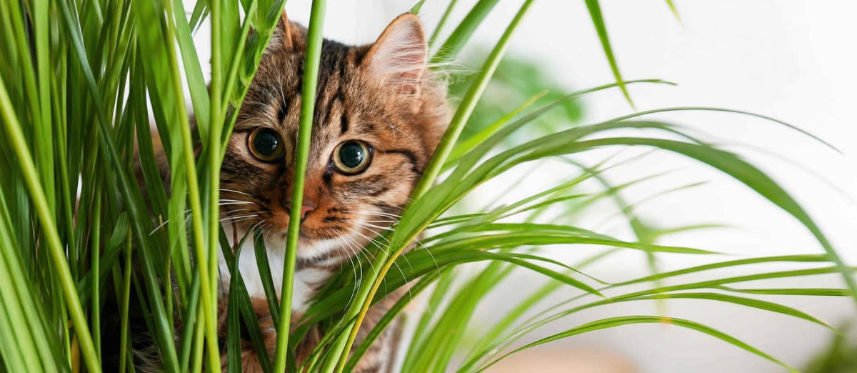 Les 10 plantes respectueuses des animaux