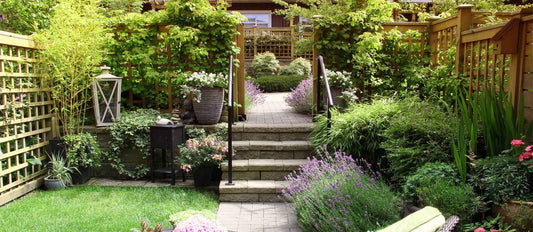 Les arbustes de jardin verts et colorés : haies, arbustes et plantes grimpantes