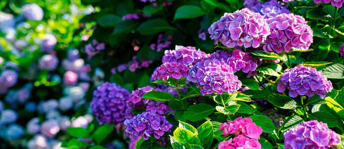 La taille des hortensias à grandes feuilles