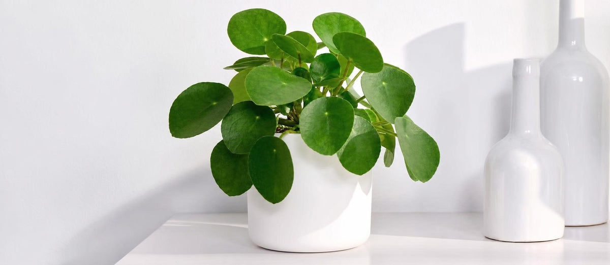 Bouturer une plante à monnaie chinoise