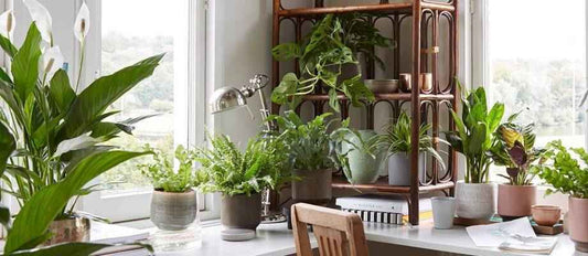 Les plantes d’intérieur purificatrices d'air