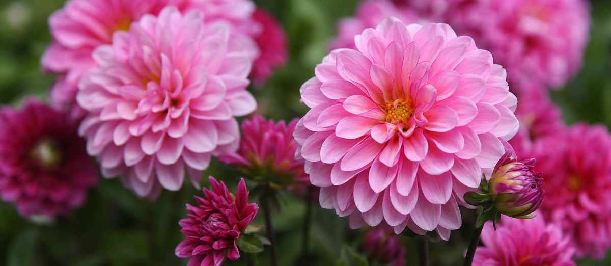 Plantes et bulbes de fleurs biologiques