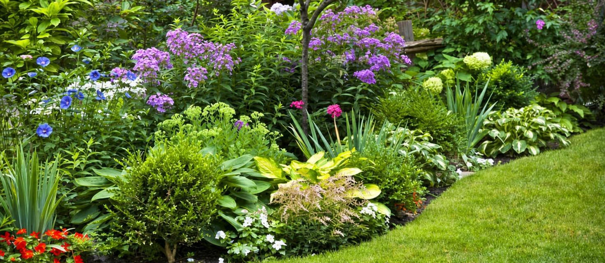 Notre top 10 des plus belles plantes vivaces