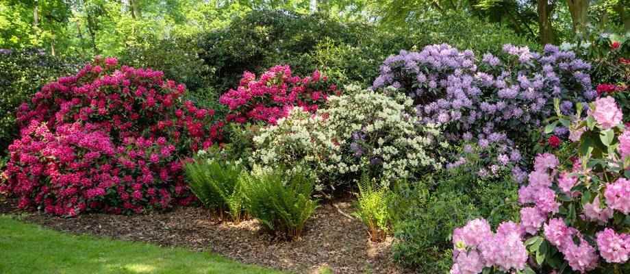 Tailler le rhododendron