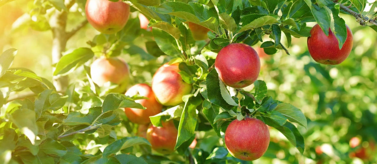 Tailler les arbres fruitiers : quand et comment?