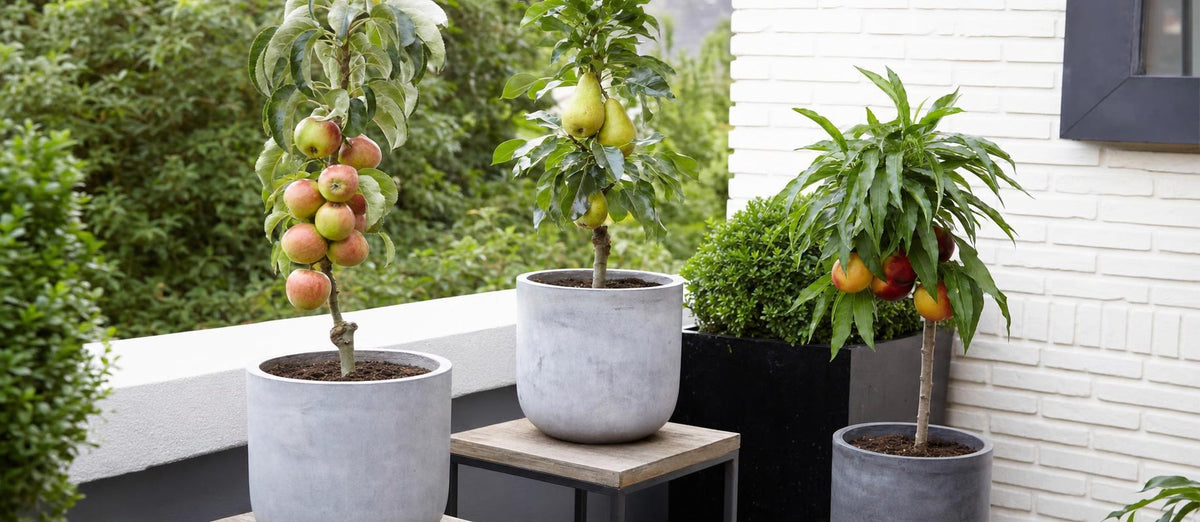 Faites pousser  des fruits sur la terrasse ou le balcon