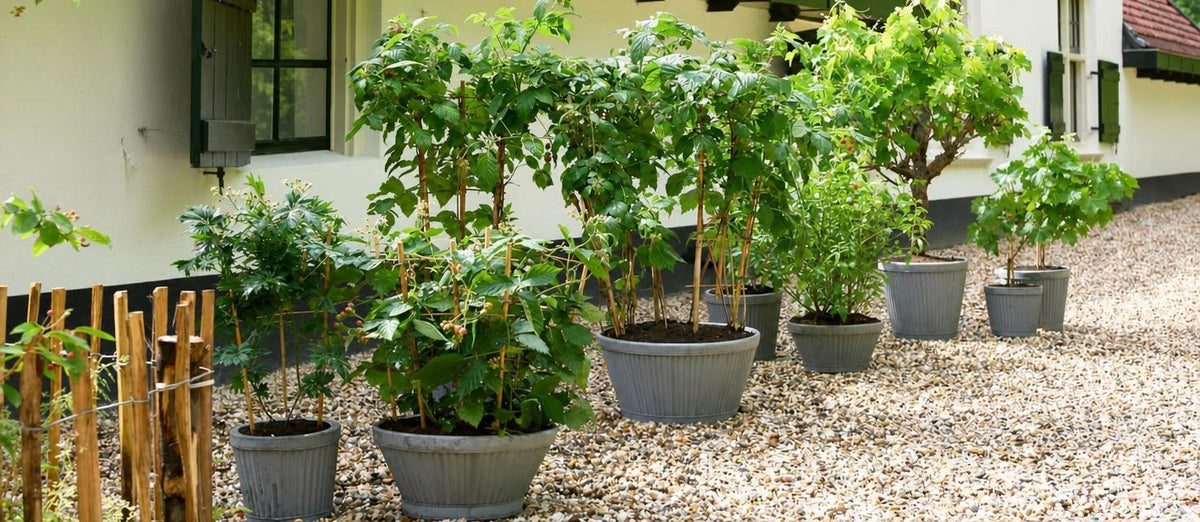 Nos 10 arbres fruitiers préférés