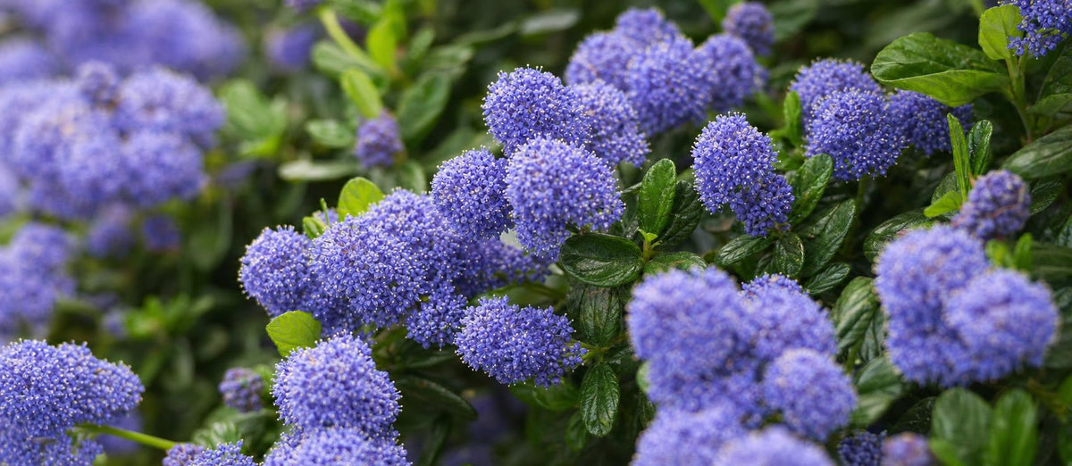 Quand et comment tailler le Lilas de Californie ?