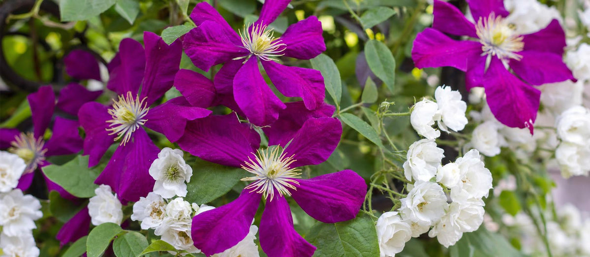 Combiner les Rosiers et les Clématites