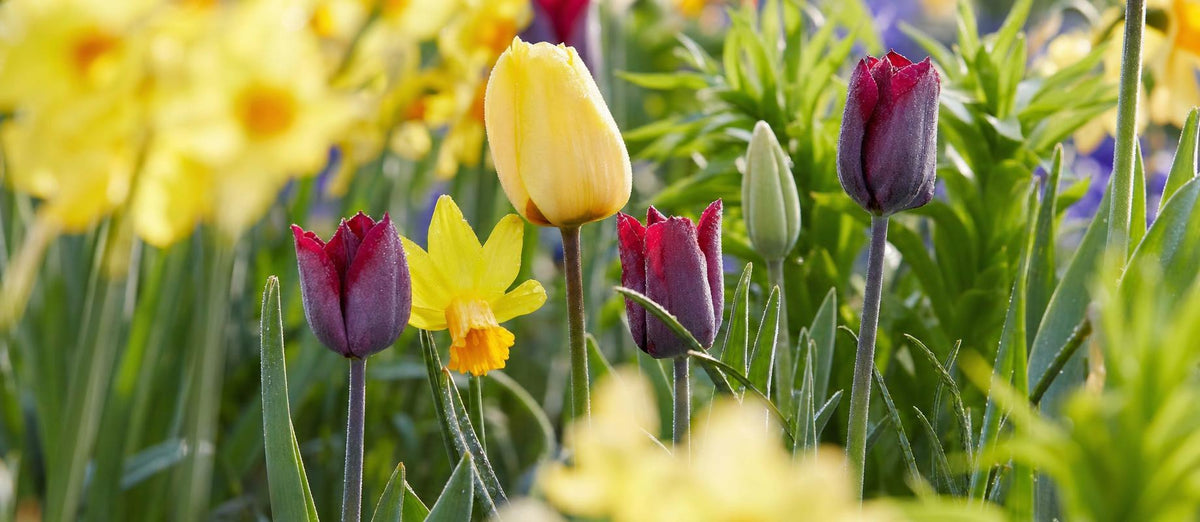 Plantez des bulbes ce printemps et profitez d'un jardin fleuri cet été !