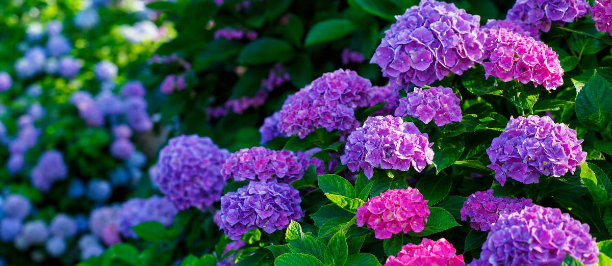 La taille des hortensias à grandes feuilles