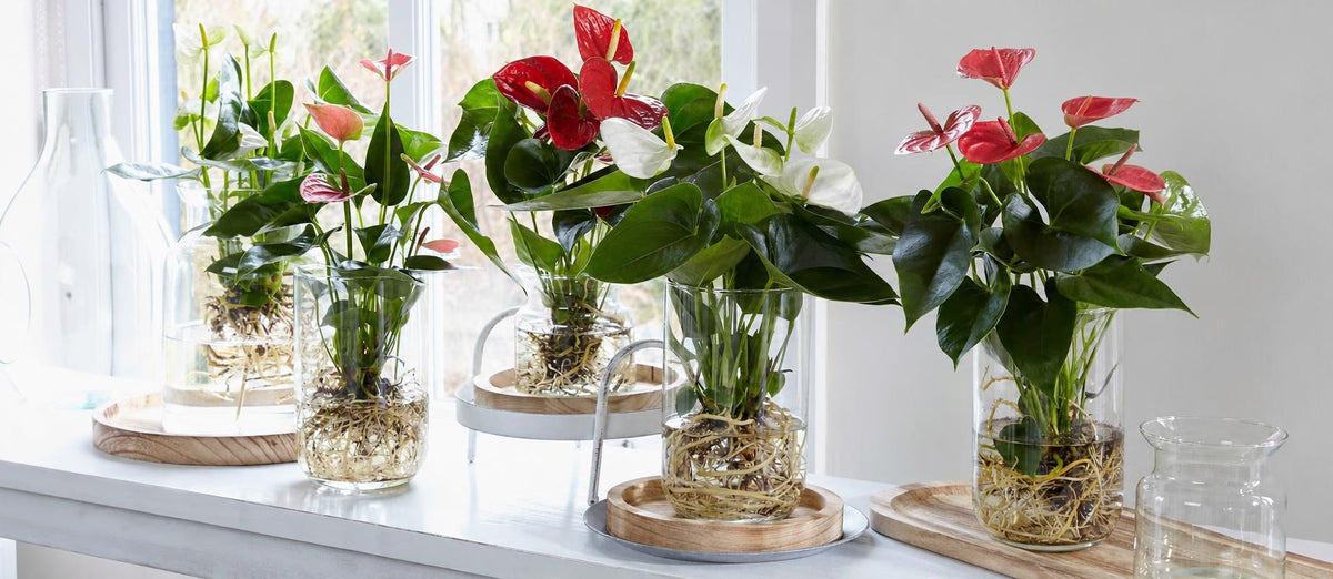 L'anthurium sur l'eau : très tendance