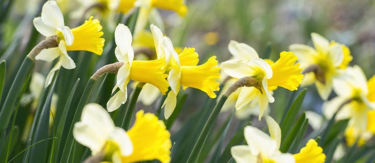 Le narcissse: premier rayon de soleil du printemps.
