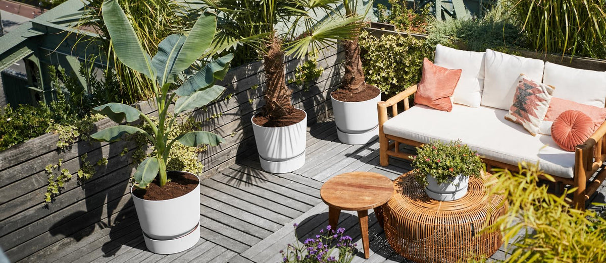 Top 5 des plantes d'intérieur pour l'extérieur