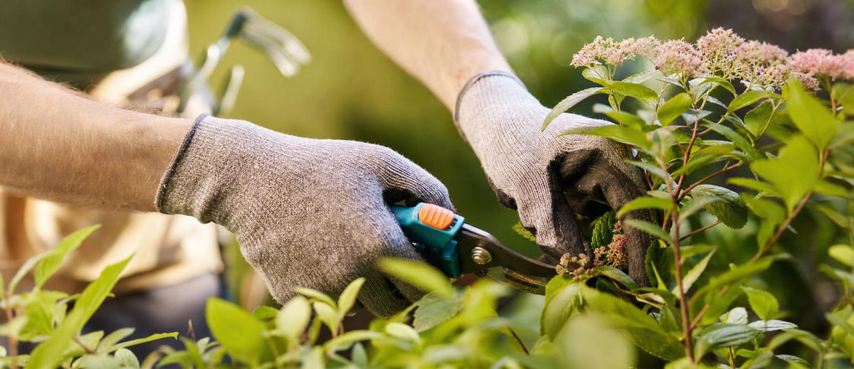 Tailler les arbustes et arbrisseaux à fleurs