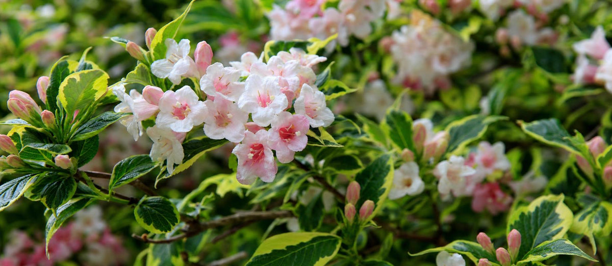 Quand et comment tailler le Weigelia