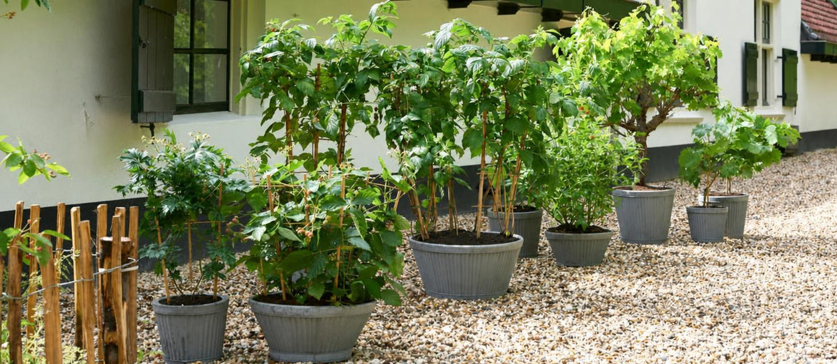 Nos 10 arbres fruitiers préférés