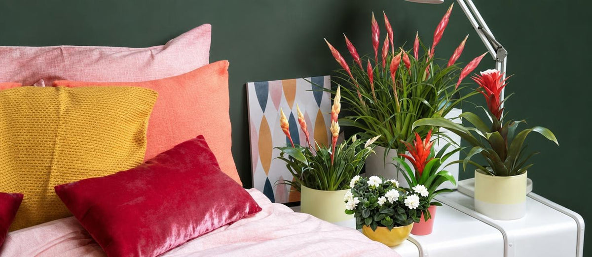 Quelles plantes pour votre intérieur ?