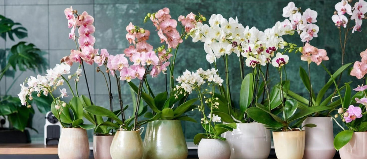 Les orchidées : pour une pièce élégamment colorée