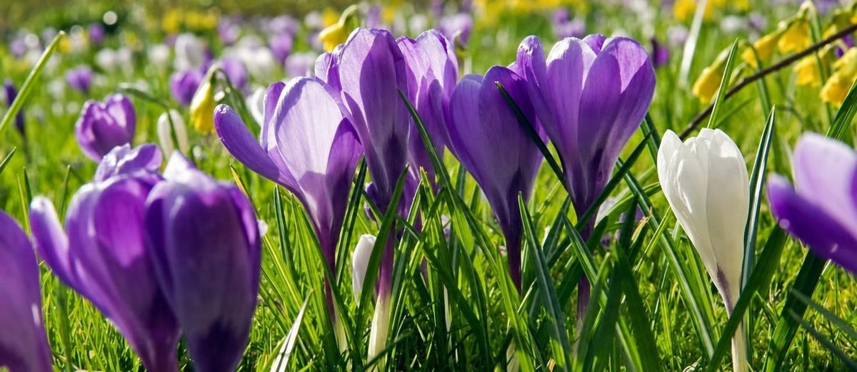 Le crocus annonce l’arrivée du printemps