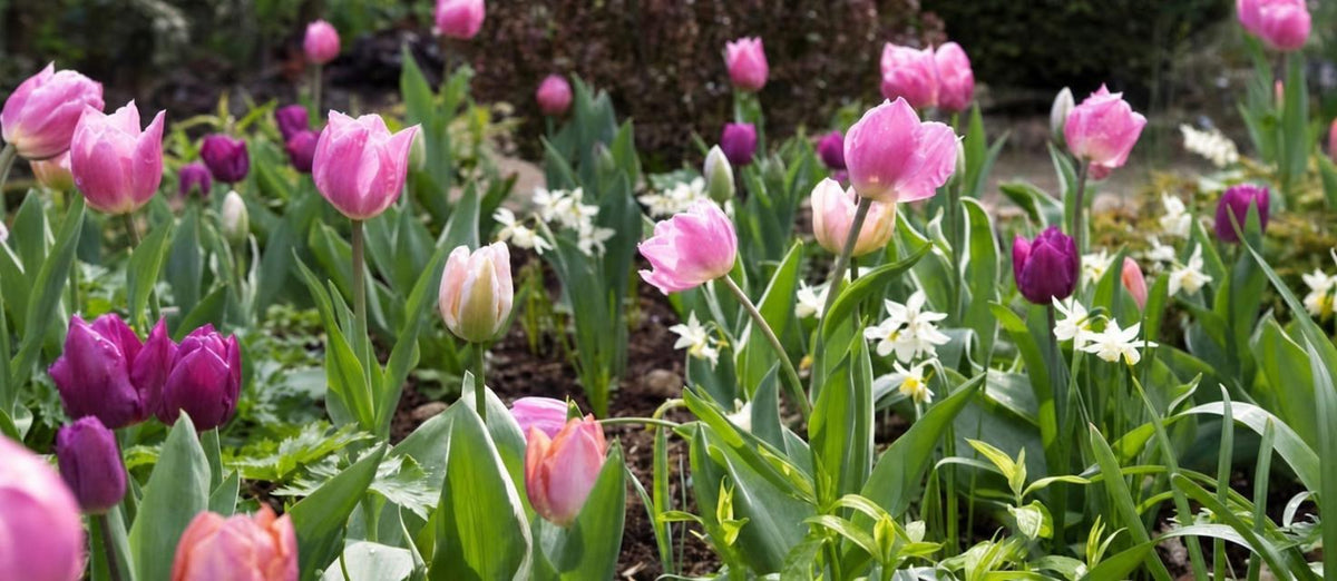 5 conseils pour planter vos bulbes de fleurs
