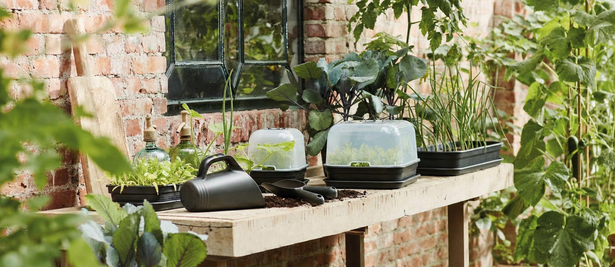 Présemis : démarrez votre potager à l'intérieur pour une récolte savoureuse