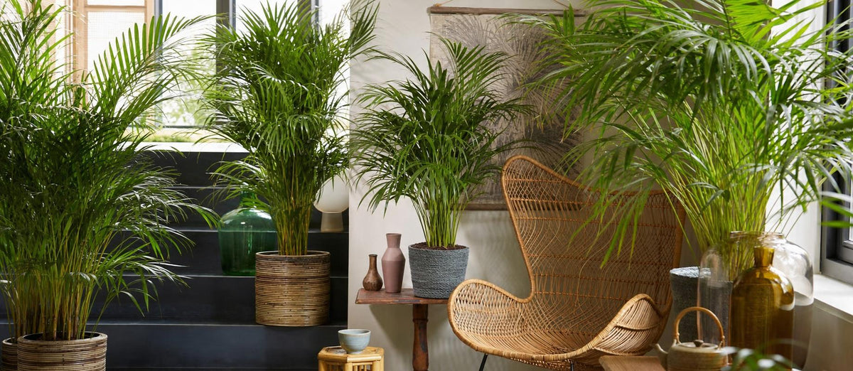 Le palmier Kentia : une plante verte idéale et facile