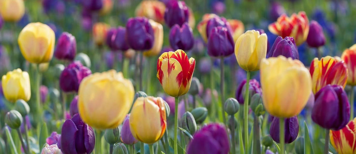 Planter des bulbes de tulipe