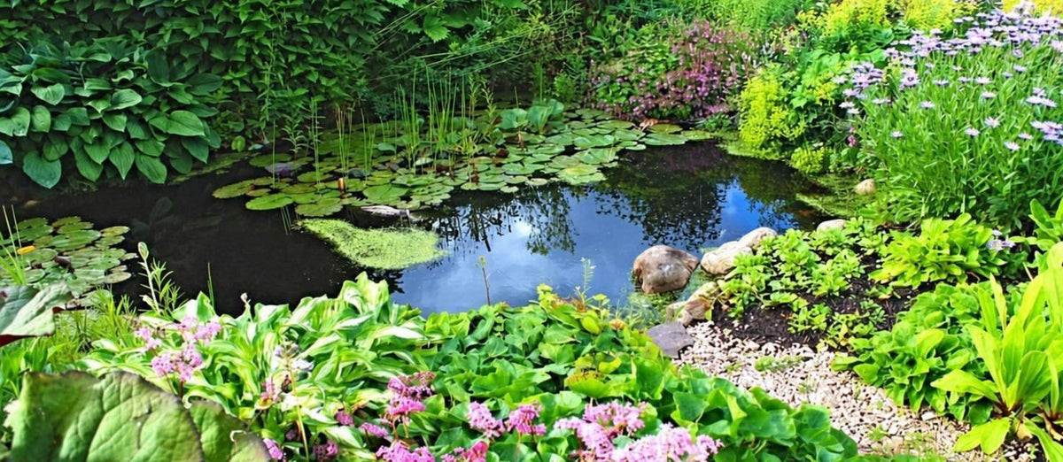 Tailler les plantes de bassin