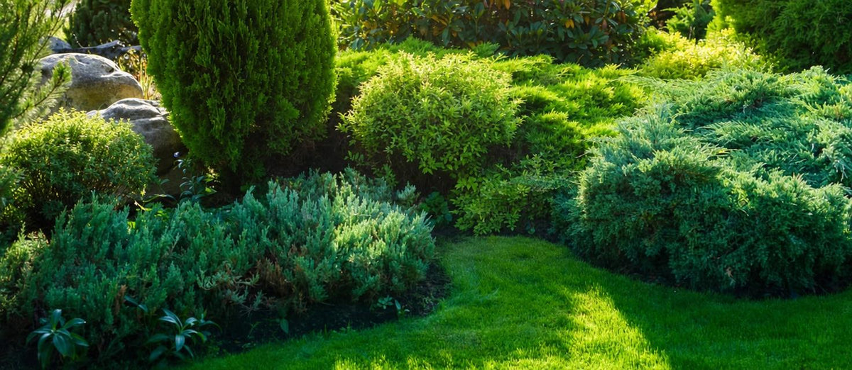 Un jardin vert toute l'année!