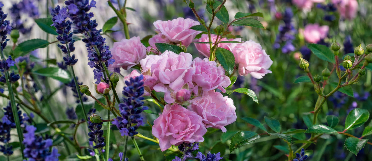 Comment protéger vos rosiers de manière naturelle ?