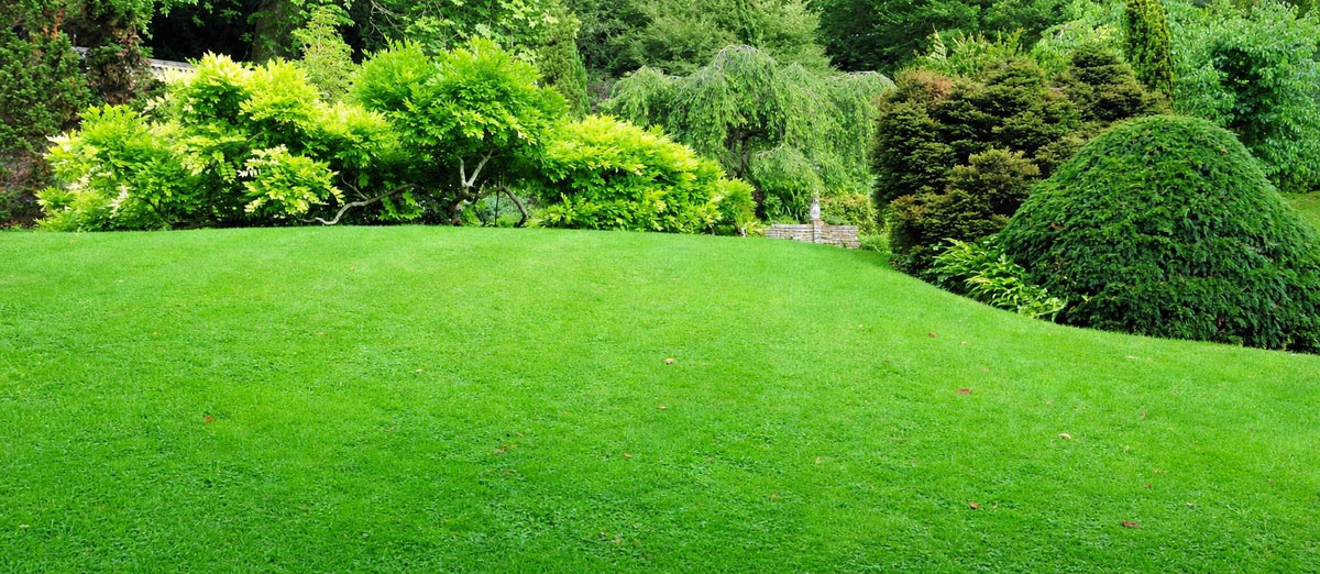 Plein de verdure à l'extérieur avec une pelouse ou un gazon