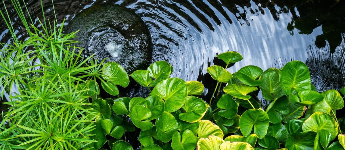 Aménagez votre bassin en un coin de paradis