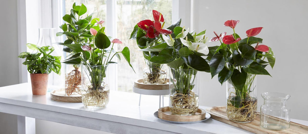 Comment prendre soin de plantes d'intérieur sur eau ?