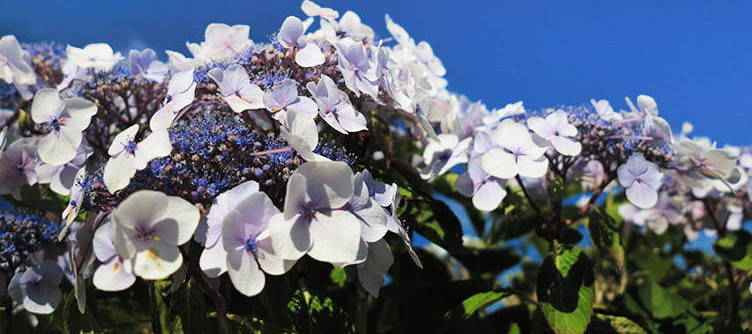Tailler l'hortensia aspera