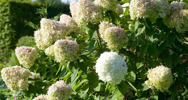 Tailler l'Hortensia paniculé