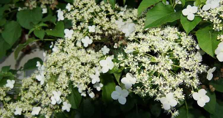 Tailler l’hortensia grimpant