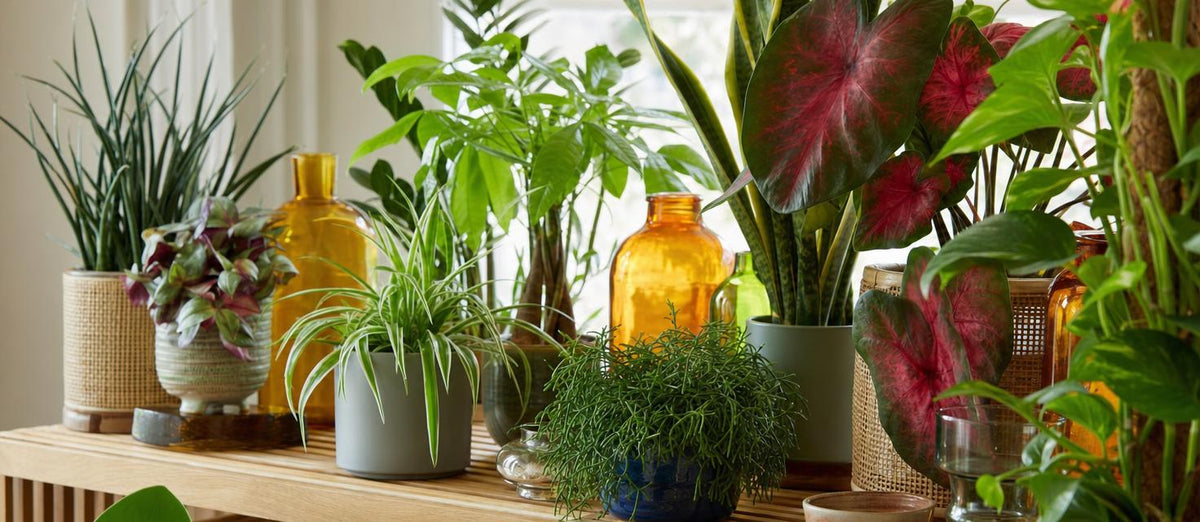 Top 10 des plantes d'intérieur faciles d'entretien