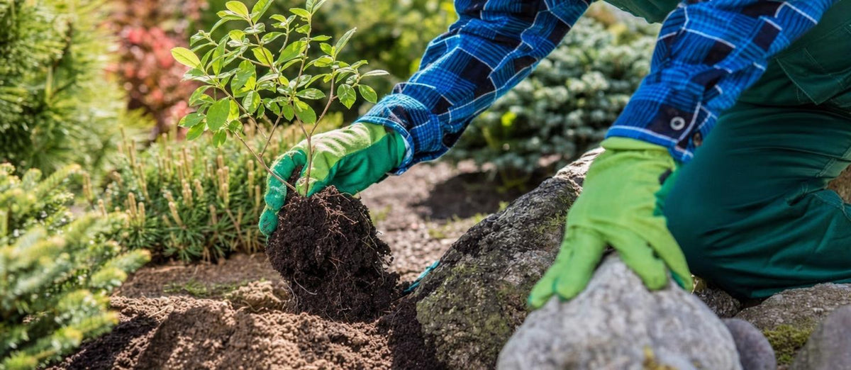 Transplanter vos plantes de jardin