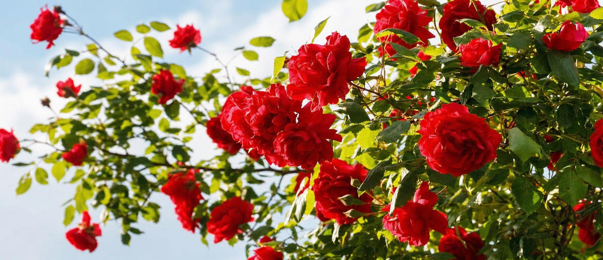 Tailler les rosiers : quand et comment ?