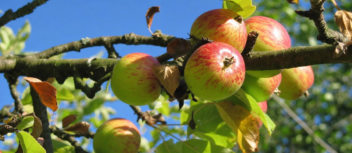 Quand et comment tailler le pommier ?