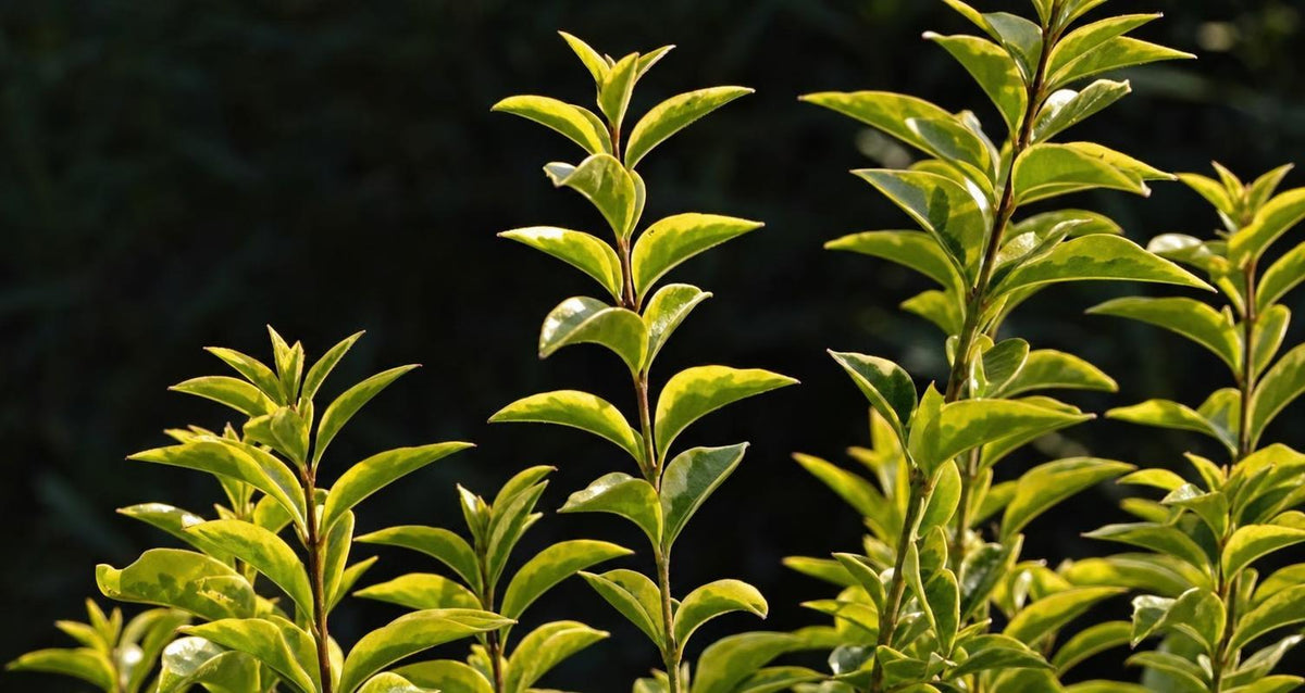Tailler le Troène (Ligustrum)