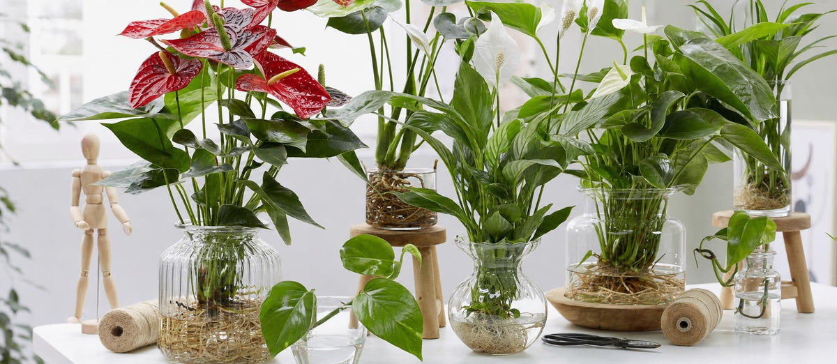 Dernière tendance de culture des plantes d’intérieur: découvrez l'hydroponie