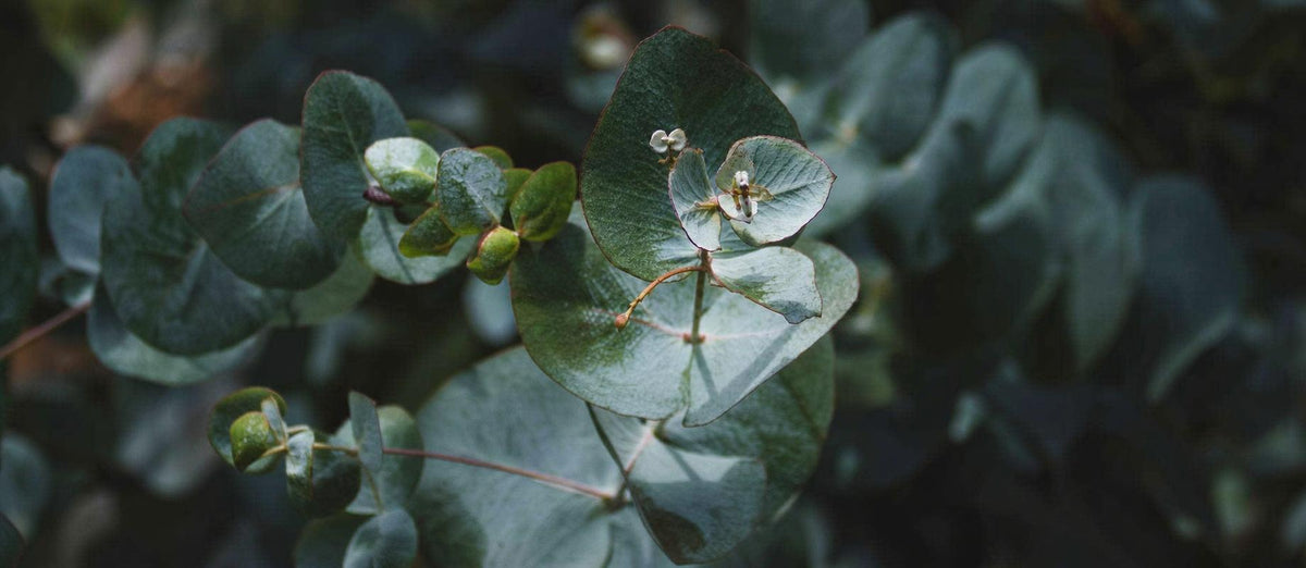 L'Eucalyptus : une plante polyvalente et miraculeuse