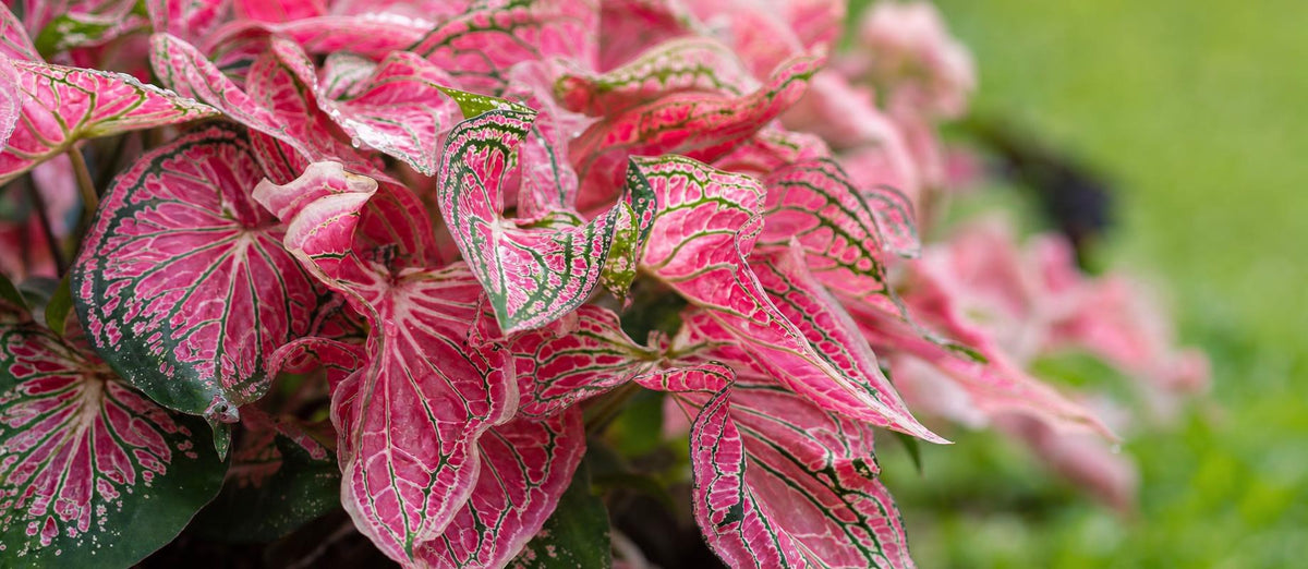 Tout ce qu'il faut savoir sur le Caladium