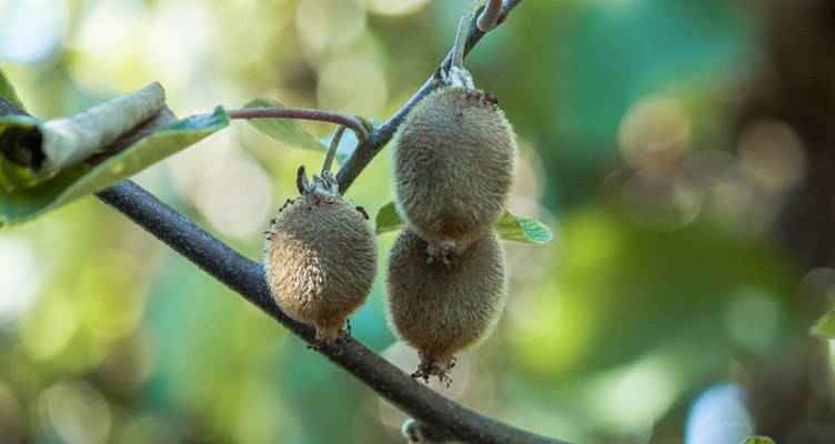 Taille de l'arbre à kiwis